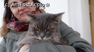 [P36] La Mănăstirea Pokrovski din Suzdal l-am întâlnit pe cel care ar putea prelua titlul răposatului motan Grumpy Cat, de cel mai morocănos pisoi din lume » foto by mariana.olaru
 - 
<span class="allrVoted glyphicon glyphicon-heart hidden" id="av1075308"></span>
<a class="m-l-10 hidden" id="sv1075308" onclick="voting_Foto_DelVot(,1075308,5579)" role="button">șterge vot <span class="glyphicon glyphicon-remove"></span></a>
<a id="v91075308" class=" c-red"  onclick="voting_Foto_SetVot(1075308)" role="button"><span class="glyphicon glyphicon-heart-empty"></span> <b>LIKE</b> = Votează poza</a> <img class="hidden"  id="f1075308W9" src="/imagini/loader.gif" border="0" /><span class="AjErrMes hidden" id="e1075308ErM"></span>