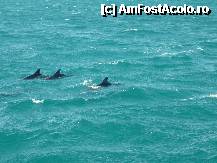 [P11] Ne-au escortat inapoi spre port niste delfini foarte prietenosi » foto by kati
 - 
<span class="allrVoted glyphicon glyphicon-heart hidden" id="av217608"></span>
<a class="m-l-10 hidden" id="sv217608" onclick="voting_Foto_DelVot(,217608,5594)" role="button">șterge vot <span class="glyphicon glyphicon-remove"></span></a>
<a id="v9217608" class=" c-red"  onclick="voting_Foto_SetVot(217608)" role="button"><span class="glyphicon glyphicon-heart-empty"></span> <b>LIKE</b> = Votează poza</a> <img class="hidden"  id="f217608W9" src="/imagini/loader.gif" border="0" /><span class="AjErrMes hidden" id="e217608ErM"></span>