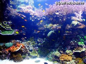 [P61] Oceanografic » foto by Ammelie
 - 
<span class="allrVoted glyphicon glyphicon-heart hidden" id="av570314"></span>
<a class="m-l-10 hidden" id="sv570314" onclick="voting_Foto_DelVot(,570314,5604)" role="button">șterge vot <span class="glyphicon glyphicon-remove"></span></a>
<a id="v9570314" class=" c-red"  onclick="voting_Foto_SetVot(570314)" role="button"><span class="glyphicon glyphicon-heart-empty"></span> <b>LIKE</b> = Votează poza</a> <img class="hidden"  id="f570314W9" src="/imagini/loader.gif" border="0" /><span class="AjErrMes hidden" id="e570314ErM"></span>