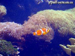 [P63] Oceanografic » foto by Ammelie
 - 
<span class="allrVoted glyphicon glyphicon-heart hidden" id="av570316"></span>
<a class="m-l-10 hidden" id="sv570316" onclick="voting_Foto_DelVot(,570316,5604)" role="button">șterge vot <span class="glyphicon glyphicon-remove"></span></a>
<a id="v9570316" class=" c-red"  onclick="voting_Foto_SetVot(570316)" role="button"><span class="glyphicon glyphicon-heart-empty"></span> <b>LIKE</b> = Votează poza</a> <img class="hidden"  id="f570316W9" src="/imagini/loader.gif" border="0" /><span class="AjErrMes hidden" id="e570316ErM"></span>