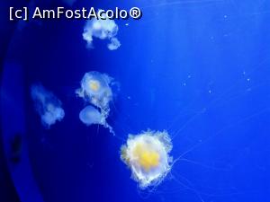 [P06] Tot la Oceanografic, meduzele mici de care vă ziceam » foto by le_maitre
 - 
<span class="allrVoted glyphicon glyphicon-heart hidden" id="av938364"></span>
<a class="m-l-10 hidden" id="sv938364" onclick="voting_Foto_DelVot(,938364,5604)" role="button">șterge vot <span class="glyphicon glyphicon-remove"></span></a>
<a id="v9938364" class=" c-red"  onclick="voting_Foto_SetVot(938364)" role="button"><span class="glyphicon glyphicon-heart-empty"></span> <b>LIKE</b> = Votează poza</a> <img class="hidden"  id="f938364W9" src="/imagini/loader.gif" border="0" /><span class="AjErrMes hidden" id="e938364ErM"></span>