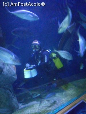 [P47] Oceanografic » foto by crismis
 - 
<span class="allrVoted glyphicon glyphicon-heart hidden" id="av954015"></span>
<a class="m-l-10 hidden" id="sv954015" onclick="voting_Foto_DelVot(,954015,5604)" role="button">șterge vot <span class="glyphicon glyphicon-remove"></span></a>
<a id="v9954015" class=" c-red"  onclick="voting_Foto_SetVot(954015)" role="button"><span class="glyphicon glyphicon-heart-empty"></span> <b>LIKE</b> = Votează poza</a> <img class="hidden"  id="f954015W9" src="/imagini/loader.gif" border="0" /><span class="AjErrMes hidden" id="e954015ErM"></span>