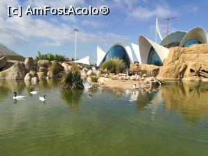 [P54] Oceanografic » foto by crismis
 - 
<span class="allrVoted glyphicon glyphicon-heart hidden" id="av954022"></span>
<a class="m-l-10 hidden" id="sv954022" onclick="voting_Foto_DelVot(,954022,5604)" role="button">șterge vot <span class="glyphicon glyphicon-remove"></span></a>
<a id="v9954022" class=" c-red"  onclick="voting_Foto_SetVot(954022)" role="button"><span class="glyphicon glyphicon-heart-empty"></span> <b>LIKE</b> = Votează poza</a> <img class="hidden"  id="f954022W9" src="/imagini/loader.gif" border="0" /><span class="AjErrMes hidden" id="e954022ErM"></span>