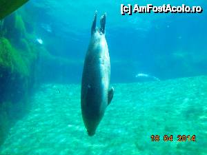 [P15] ... leul de mare » foto by Denisa13
 - 
<span class="allrVoted glyphicon glyphicon-heart hidden" id="av512148"></span>
<a class="m-l-10 hidden" id="sv512148" onclick="voting_Foto_DelVot(,512148,5604)" role="button">șterge vot <span class="glyphicon glyphicon-remove"></span></a>
<a id="v9512148" class=" c-red"  onclick="voting_Foto_SetVot(512148)" role="button"><span class="glyphicon glyphicon-heart-empty"></span> <b>LIKE</b> = Votează poza</a> <img class="hidden"  id="f512148W9" src="/imagini/loader.gif" border="0" /><span class="AjErrMes hidden" id="e512148ErM"></span>