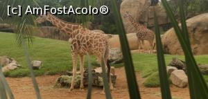 [P23] Bioparc Valencia, un paradis pentru familiile cu copii. » foto by Aurici
 - 
<span class="allrVoted glyphicon glyphicon-heart hidden" id="av1268707"></span>
<a class="m-l-10 hidden" id="sv1268707" onclick="voting_Foto_DelVot(,1268707,5604)" role="button">șterge vot <span class="glyphicon glyphicon-remove"></span></a>
<a id="v91268707" class=" c-red"  onclick="voting_Foto_SetVot(1268707)" role="button"><span class="glyphicon glyphicon-heart-empty"></span> <b>LIKE</b> = Votează poza</a> <img class="hidden"  id="f1268707W9" src="/imagini/loader.gif" border="0" /><span class="AjErrMes hidden" id="e1268707ErM"></span>