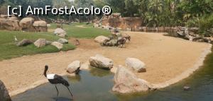 [P29] Bioparc Valencia, un paradis pentru familiile cu copii. » foto by Aurici
 - 
<span class="allrVoted glyphicon glyphicon-heart hidden" id="av1268713"></span>
<a class="m-l-10 hidden" id="sv1268713" onclick="voting_Foto_DelVot(,1268713,5604)" role="button">șterge vot <span class="glyphicon glyphicon-remove"></span></a>
<a id="v91268713" class=" c-red"  onclick="voting_Foto_SetVot(1268713)" role="button"><span class="glyphicon glyphicon-heart-empty"></span> <b>LIKE</b> = Votează poza</a> <img class="hidden"  id="f1268713W9" src="/imagini/loader.gif" border="0" /><span class="AjErrMes hidden" id="e1268713ErM"></span>