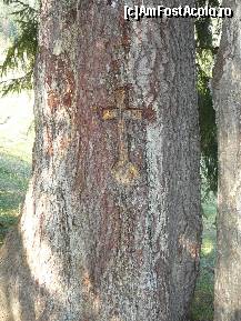 [P02] Una din crucile crestate pe trunchiurile copacilor, langa marcajele turistice » foto by Claudiu U.
 - 
<span class="allrVoted glyphicon glyphicon-heart hidden" id="av201882"></span>
<a class="m-l-10 hidden" id="sv201882" onclick="voting_Foto_DelVot(,201882,5641)" role="button">șterge vot <span class="glyphicon glyphicon-remove"></span></a>
<a id="v9201882" class=" c-red"  onclick="voting_Foto_SetVot(201882)" role="button"><span class="glyphicon glyphicon-heart-empty"></span> <b>LIKE</b> = Votează poza</a> <img class="hidden"  id="f201882W9" src="/imagini/loader.gif" border="0" /><span class="AjErrMes hidden" id="e201882ErM"></span>