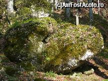 [P26] Prin padure, pe poteca spre pestera » foto by Claudiu U.
 - 
<span class="allrVoted glyphicon glyphicon-heart hidden" id="av201906"></span>
<a class="m-l-10 hidden" id="sv201906" onclick="voting_Foto_DelVot(,201906,5641)" role="button">șterge vot <span class="glyphicon glyphicon-remove"></span></a>
<a id="v9201906" class=" c-red"  onclick="voting_Foto_SetVot(201906)" role="button"><span class="glyphicon glyphicon-heart-empty"></span> <b>LIKE</b> = Votează poza</a> <img class="hidden"  id="f201906W9" src="/imagini/loader.gif" border="0" /><span class="AjErrMes hidden" id="e201906ErM"></span>