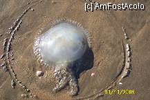 [P28] O meduza la plaja » foto by Alina53
 - 
<span class="allrVoted glyphicon glyphicon-heart hidden" id="av85166"></span>
<a class="m-l-10 hidden" id="sv85166" onclick="voting_Foto_DelVot(,85166,5681)" role="button">șterge vot <span class="glyphicon glyphicon-remove"></span></a>
<a id="v985166" class=" c-red"  onclick="voting_Foto_SetVot(85166)" role="button"><span class="glyphicon glyphicon-heart-empty"></span> <b>LIKE</b> = Votează poza</a> <img class="hidden"  id="f85166W9" src="/imagini/loader.gif" border="0" /><span class="AjErrMes hidden" id="e85166ErM"></span>