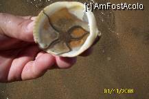 [P29] Steluta de mare » foto by Alina53
 - 
<span class="allrVoted glyphicon glyphicon-heart hidden" id="av85167"></span>
<a class="m-l-10 hidden" id="sv85167" onclick="voting_Foto_DelVot(,85167,5681)" role="button">șterge vot <span class="glyphicon glyphicon-remove"></span></a>
<a id="v985167" class=" c-red"  onclick="voting_Foto_SetVot(85167)" role="button"><span class="glyphicon glyphicon-heart-empty"></span> <b>LIKE</b> = Votează poza</a> <img class="hidden"  id="f85167W9" src="/imagini/loader.gif" border="0" /><span class="AjErrMes hidden" id="e85167ErM"></span>