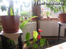 [P12] E multa lumina si sunt multe aranjamente florale in interiorul cabanei » foto by dorgo
 - 
<span class="allrVoted glyphicon glyphicon-heart hidden" id="av180780"></span>
<a class="m-l-10 hidden" id="sv180780" onclick="voting_Foto_DelVot(,180780,5687)" role="button">șterge vot <span class="glyphicon glyphicon-remove"></span></a>
<a id="v9180780" class=" c-red"  onclick="voting_Foto_SetVot(180780)" role="button"><span class="glyphicon glyphicon-heart-empty"></span> <b>LIKE</b> = Votează poza</a> <img class="hidden"  id="f180780W9" src="/imagini/loader.gif" border="0" /><span class="AjErrMes hidden" id="e180780ErM"></span>