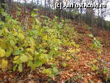 [P16] Natura tomnatica din jurul cabanei e incantatoare » foto by dorgo
 - 
<span class="allrVoted glyphicon glyphicon-heart hidden" id="av180784"></span>
<a class="m-l-10 hidden" id="sv180784" onclick="voting_Foto_DelVot(,180784,5687)" role="button">șterge vot <span class="glyphicon glyphicon-remove"></span></a>
<a id="v9180784" class=" c-red"  onclick="voting_Foto_SetVot(180784)" role="button"><span class="glyphicon glyphicon-heart-empty"></span> <b>LIKE</b> = Votează poza</a> <img class="hidden"  id="f180784W9" src="/imagini/loader.gif" border="0" /><span class="AjErrMes hidden" id="e180784ErM"></span>