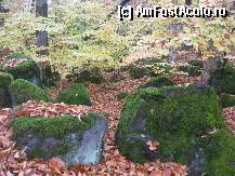 [P17] Dar calatorului ii sta bine cu drumul, iata si cateva imagini de toamna din padurea Bogatii de pe DN1 » foto by dorgo
 - 
<span class="allrVoted glyphicon glyphicon-heart hidden" id="av180785"></span>
<a class="m-l-10 hidden" id="sv180785" onclick="voting_Foto_DelVot(,180785,5687)" role="button">șterge vot <span class="glyphicon glyphicon-remove"></span></a>
<a id="v9180785" class=" c-red"  onclick="voting_Foto_SetVot(180785)" role="button"><span class="glyphicon glyphicon-heart-empty"></span> <b>LIKE</b> = Votează poza</a> <img class="hidden"  id="f180785W9" src="/imagini/loader.gif" border="0" /><span class="AjErrMes hidden" id="e180785ErM"></span>