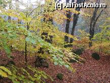 [P18] Toamna isi etaleaza intreaga-i panoplie de culori » foto by dorgo
 - 
<span class="allrVoted glyphicon glyphicon-heart hidden" id="av180786"></span>
<a class="m-l-10 hidden" id="sv180786" onclick="voting_Foto_DelVot(,180786,5687)" role="button">șterge vot <span class="glyphicon glyphicon-remove"></span></a>
<a id="v9180786" class=" c-red"  onclick="voting_Foto_SetVot(180786)" role="button"><span class="glyphicon glyphicon-heart-empty"></span> <b>LIKE</b> = Votează poza</a> <img class="hidden"  id="f180786W9" src="/imagini/loader.gif" border="0" /><span class="AjErrMes hidden" id="e180786ErM"></span>