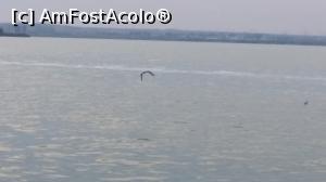 [P25] O plimbare pe Lacul Siutghiol » foto by nicole33
 - 
<span class="allrVoted glyphicon glyphicon-heart hidden" id="av815016"></span>
<a class="m-l-10 hidden" id="sv815016" onclick="voting_Foto_DelVot(,815016,5688)" role="button">șterge vot <span class="glyphicon glyphicon-remove"></span></a>
<a id="v9815016" class=" c-red"  onclick="voting_Foto_SetVot(815016)" role="button"><span class="glyphicon glyphicon-heart-empty"></span> <b>LIKE</b> = Votează poza</a> <img class="hidden"  id="f815016W9" src="/imagini/loader.gif" border="0" /><span class="AjErrMes hidden" id="e815016ErM"></span>