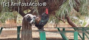[P12] 12. Alt cocoș, la fel de gălăgios. » foto by doinafil
 - 
<span class="allrVoted glyphicon glyphicon-heart hidden" id="av1360454"></span>
<a class="m-l-10 hidden" id="sv1360454" onclick="voting_Foto_DelVot(,1360454,5709)" role="button">șterge vot <span class="glyphicon glyphicon-remove"></span></a>
<a id="v91360454" class=" c-red"  onclick="voting_Foto_SetVot(1360454)" role="button"><span class="glyphicon glyphicon-heart-empty"></span> <b>LIKE</b> = Votează poza</a> <img class="hidden"  id="f1360454W9" src="/imagini/loader.gif" border="0" /><span class="AjErrMes hidden" id="e1360454ErM"></span>