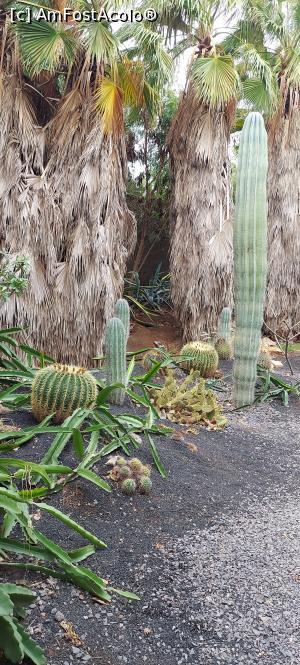 [P28] 28. Am ajuns și la cactuși. » foto by doinafil
 - 
<span class="allrVoted glyphicon glyphicon-heart hidden" id="av1360470"></span>
<a class="m-l-10 hidden" id="sv1360470" onclick="voting_Foto_DelVot(,1360470,5709)" role="button">șterge vot <span class="glyphicon glyphicon-remove"></span></a>
<a id="v91360470" class=" c-red"  onclick="voting_Foto_SetVot(1360470)" role="button"><span class="glyphicon glyphicon-heart-empty"></span> <b>LIKE</b> = Votează poza</a> <img class="hidden"  id="f1360470W9" src="/imagini/loader.gif" border="0" /><span class="AjErrMes hidden" id="e1360470ErM"></span>