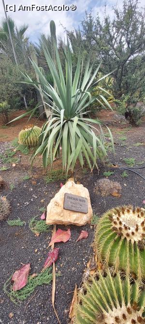 [P29] 29. O „dracena” printre cactuși. » foto by doinafil
 - 
<span class="allrVoted glyphicon glyphicon-heart hidden" id="av1360471"></span>
<a class="m-l-10 hidden" id="sv1360471" onclick="voting_Foto_DelVot(,1360471,5709)" role="button">șterge vot <span class="glyphicon glyphicon-remove"></span></a>
<a id="v91360471" class=" c-red"  onclick="voting_Foto_SetVot(1360471)" role="button"><span class="glyphicon glyphicon-heart-empty"></span> <b>LIKE</b> = Votează poza</a> <img class="hidden"  id="f1360471W9" src="/imagini/loader.gif" border="0" /><span class="AjErrMes hidden" id="e1360471ErM"></span>