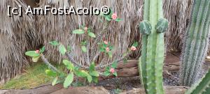 [P30] 30. O specie de cactus, înflorit. » foto by doinafil
 - 
<span class="allrVoted glyphicon glyphicon-heart hidden" id="av1360472"></span>
<a class="m-l-10 hidden" id="sv1360472" onclick="voting_Foto_DelVot(,1360472,5709)" role="button">șterge vot <span class="glyphicon glyphicon-remove"></span></a>
<a id="v91360472" class=" c-red"  onclick="voting_Foto_SetVot(1360472)" role="button"><span class="glyphicon glyphicon-heart-empty"></span> <b>LIKE</b> = Votează poza</a> <img class="hidden"  id="f1360472W9" src="/imagini/loader.gif" border="0" /><span class="AjErrMes hidden" id="e1360472ErM"></span>