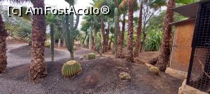 [P33] 33. Cactuși „bostan” și „castraveți”, printre palmieri. » foto by doinafil
 - 
<span class="allrVoted glyphicon glyphicon-heart hidden" id="av1360475"></span>
<a class="m-l-10 hidden" id="sv1360475" onclick="voting_Foto_DelVot(,1360475,5709)" role="button">șterge vot <span class="glyphicon glyphicon-remove"></span></a>
<a id="v91360475" class=" c-red"  onclick="voting_Foto_SetVot(1360475)" role="button"><span class="glyphicon glyphicon-heart-empty"></span> <b>LIKE</b> = Votează poza</a> <img class="hidden"  id="f1360475W9" src="/imagini/loader.gif" border="0" /><span class="AjErrMes hidden" id="e1360475ErM"></span>