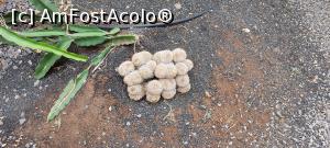 [P34] 34. O specie de cactuși ce seamănă cu niște „arici-albinoși”, nu știu cum îi spune. Se vede sistemul de irigație a plantelor. » foto by doinafil
 - 
<span class="allrVoted glyphicon glyphicon-heart hidden" id="av1360476"></span>
<a class="m-l-10 hidden" id="sv1360476" onclick="voting_Foto_DelVot(,1360476,5709)" role="button">șterge vot <span class="glyphicon glyphicon-remove"></span></a>
<a id="v91360476" class=" c-red"  onclick="voting_Foto_SetVot(1360476)" role="button"><span class="glyphicon glyphicon-heart-empty"></span> <b>LIKE</b> = Votează poza</a> <img class="hidden"  id="f1360476W9" src="/imagini/loader.gif" border="0" /><span class="AjErrMes hidden" id="e1360476ErM"></span>