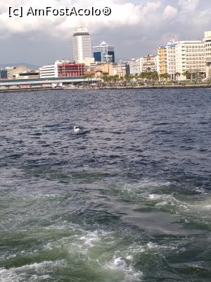 [P07] Un pelican indiferent la ce intampla pe uscat.  » foto by senateo
 - 
<span class="allrVoted glyphicon glyphicon-heart hidden" id="av1158910"></span>
<a class="m-l-10 hidden" id="sv1158910" onclick="voting_Foto_DelVot(,1158910,5718)" role="button">șterge vot <span class="glyphicon glyphicon-remove"></span></a>
<a id="v91158910" class=" c-red"  onclick="voting_Foto_SetVot(1158910)" role="button"><span class="glyphicon glyphicon-heart-empty"></span> <b>LIKE</b> = Votează poza</a> <img class="hidden"  id="f1158910W9" src="/imagini/loader.gif" border="0" /><span class="AjErrMes hidden" id="e1158910ErM"></span>