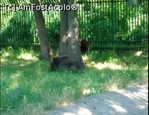 [P12] Zoo Ploiești, mai pe calm » foto by Mioritik
 - 
<span class="allrVoted glyphicon glyphicon-heart hidden" id="av1246430"></span>
<a class="m-l-10 hidden" id="sv1246430" onclick="voting_Foto_DelVot(,1246430,5760)" role="button">șterge vot <span class="glyphicon glyphicon-remove"></span></a>
<a id="v91246430" class=" c-red"  onclick="voting_Foto_SetVot(1246430)" role="button"><span class="glyphicon glyphicon-heart-empty"></span> <b>LIKE</b> = Votează poza</a> <img class="hidden"  id="f1246430W9" src="/imagini/loader.gif" border="0" /><span class="AjErrMes hidden" id="e1246430ErM"></span>