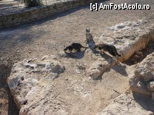 [P22] Paphos - Pisici in situl arheologic.  » foto by iulianic
 - 
<span class="allrVoted glyphicon glyphicon-heart hidden" id="av385132"></span>
<a class="m-l-10 hidden" id="sv385132" onclick="voting_Foto_DelVot(,385132,5760)" role="button">șterge vot <span class="glyphicon glyphicon-remove"></span></a>
<a id="v9385132" class=" c-red"  onclick="voting_Foto_SetVot(385132)" role="button"><span class="glyphicon glyphicon-heart-empty"></span> <b>LIKE</b> = Votează poza</a> <img class="hidden"  id="f385132W9" src="/imagini/loader.gif" border="0" /><span class="AjErrMes hidden" id="e385132ErM"></span>