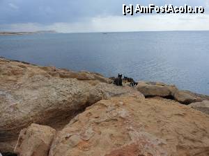 [P25] Ayia Napa - Familie de pisici pe dig.  » foto by iulianic
 - 
<span class="allrVoted glyphicon glyphicon-heart hidden" id="av385135"></span>
<a class="m-l-10 hidden" id="sv385135" onclick="voting_Foto_DelVot(,385135,5760)" role="button">șterge vot <span class="glyphicon glyphicon-remove"></span></a>
<a id="v9385135" class=" c-red"  onclick="voting_Foto_SetVot(385135)" role="button"><span class="glyphicon glyphicon-heart-empty"></span> <b>LIKE</b> = Votează poza</a> <img class="hidden"  id="f385135W9" src="/imagini/loader.gif" border="0" /><span class="AjErrMes hidden" id="e385135ErM"></span>