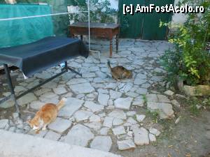 [P36] Omodos - Pisici la masa de pranz.  » foto by iulianic
 - 
<span class="allrVoted glyphicon glyphicon-heart hidden" id="av385146"></span>
<a class="m-l-10 hidden" id="sv385146" onclick="voting_Foto_DelVot(,385146,5760)" role="button">șterge vot <span class="glyphicon glyphicon-remove"></span></a>
<a id="v9385146" class=" c-red"  onclick="voting_Foto_SetVot(385146)" role="button"><span class="glyphicon glyphicon-heart-empty"></span> <b>LIKE</b> = Votează poza</a> <img class="hidden"  id="f385146W9" src="/imagini/loader.gif" border="0" /><span class="AjErrMes hidden" id="e385146ErM"></span>