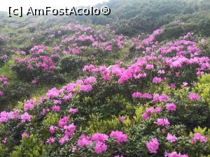 [P16] Bujorei de Munte pe culmile Făgărașilor » foto by Mika
 - 
<span class="allrVoted glyphicon glyphicon-heart hidden" id="av1217807"></span>
<a class="m-l-10 hidden" id="sv1217807" onclick="voting_Foto_DelVot(,1217807,5760)" role="button">șterge vot <span class="glyphicon glyphicon-remove"></span></a>
<a id="v91217807" class=" c-red"  onclick="voting_Foto_SetVot(1217807)" role="button"><span class="glyphicon glyphicon-heart-empty"></span> <b>LIKE</b> = Votează poza</a> <img class="hidden"  id="f1217807W9" src="/imagini/loader.gif" border="0" /><span class="AjErrMes hidden" id="e1217807ErM"></span>