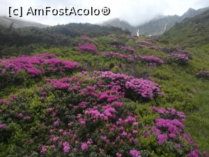 [P18] Bujorei de Munte pe culmile Făgărașilor » foto by Mika
 - 
<span class="allrVoted glyphicon glyphicon-heart hidden" id="av1217809"></span>
<a class="m-l-10 hidden" id="sv1217809" onclick="voting_Foto_DelVot(,1217809,5760)" role="button">șterge vot <span class="glyphicon glyphicon-remove"></span></a>
<a id="v91217809" class=" c-red"  onclick="voting_Foto_SetVot(1217809)" role="button"><span class="glyphicon glyphicon-heart-empty"></span> <b>LIKE</b> = Votează poza</a> <img class="hidden"  id="f1217809W9" src="/imagini/loader.gif" border="0" /><span class="AjErrMes hidden" id="e1217809ErM"></span>