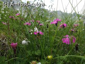 [P19] Garofița Pietrei Craiului și Barba Ungurului inainte de Marele Grohotiș » foto by Mika
 - 
<span class="allrVoted glyphicon glyphicon-heart hidden" id="av1217810"></span>
<a class="m-l-10 hidden" id="sv1217810" onclick="voting_Foto_DelVot(,1217810,5760)" role="button">șterge vot <span class="glyphicon glyphicon-remove"></span></a>
<a id="v91217810" class=" c-red"  onclick="voting_Foto_SetVot(1217810)" role="button"><span class="glyphicon glyphicon-heart-empty"></span> <b>LIKE</b> = Votează poza</a> <img class="hidden"  id="f1217810W9" src="/imagini/loader.gif" border="0" /><span class="AjErrMes hidden" id="e1217810ErM"></span>
