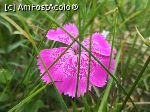 [P20] Garofița Pietrei Craiului » foto by Mika
 - 
<span class="allrVoted glyphicon glyphicon-heart hidden" id="av1217811"></span>
<a class="m-l-10 hidden" id="sv1217811" onclick="voting_Foto_DelVot(,1217811,5760)" role="button">șterge vot <span class="glyphicon glyphicon-remove"></span></a>
<a id="v91217811" class=" c-red"  onclick="voting_Foto_SetVot(1217811)" role="button"><span class="glyphicon glyphicon-heart-empty"></span> <b>LIKE</b> = Votează poza</a> <img class="hidden"  id="f1217811W9" src="/imagini/loader.gif" border="0" /><span class="AjErrMes hidden" id="e1217811ErM"></span>