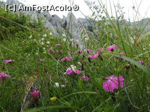 [P21] Garofița Pietrei Craiului » foto by Mika
 - 
<span class="allrVoted glyphicon glyphicon-heart hidden" id="av1217812"></span>
<a class="m-l-10 hidden" id="sv1217812" onclick="voting_Foto_DelVot(,1217812,5760)" role="button">șterge vot <span class="glyphicon glyphicon-remove"></span></a>
<a id="v91217812" class=" c-red"  onclick="voting_Foto_SetVot(1217812)" role="button"><span class="glyphicon glyphicon-heart-empty"></span> <b>LIKE</b> = Votează poza</a> <img class="hidden"  id="f1217812W9" src="/imagini/loader.gif" border="0" /><span class="AjErrMes hidden" id="e1217812ErM"></span>