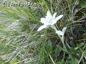 [P36] Floare de Colț » foto by Mika
 - 
<span class="allrVoted glyphicon glyphicon-heart hidden" id="av1217827"></span>
<a class="m-l-10 hidden" id="sv1217827" onclick="voting_Foto_DelVot(,1217827,5760)" role="button">șterge vot <span class="glyphicon glyphicon-remove"></span></a>
<a id="v91217827" class=" c-red"  onclick="voting_Foto_SetVot(1217827)" role="button"><span class="glyphicon glyphicon-heart-empty"></span> <b>LIKE</b> = Votează poza</a> <img class="hidden"  id="f1217827W9" src="/imagini/loader.gif" border="0" /><span class="AjErrMes hidden" id="e1217827ErM"></span>