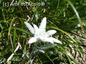 [P37] Floare de Colț » foto by Mika
 - 
<span class="allrVoted glyphicon glyphicon-heart hidden" id="av1217828"></span>
<a class="m-l-10 hidden" id="sv1217828" onclick="voting_Foto_DelVot(,1217828,5760)" role="button">șterge vot <span class="glyphicon glyphicon-remove"></span></a>
<a id="v91217828" class=" c-red"  onclick="voting_Foto_SetVot(1217828)" role="button"><span class="glyphicon glyphicon-heart-empty"></span> <b>LIKE</b> = Votează poza</a> <img class="hidden"  id="f1217828W9" src="/imagini/loader.gif" border="0" /><span class="AjErrMes hidden" id="e1217828ErM"></span>