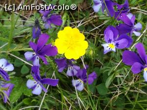 [P07] Buchet colorat » foto by Mika
 - 
<span class="allrVoted glyphicon glyphicon-heart hidden" id="av1217798"></span>
<a class="m-l-10 hidden" id="sv1217798" onclick="voting_Foto_DelVot(,1217798,5760)" role="button">șterge vot <span class="glyphicon glyphicon-remove"></span></a>
<a id="v91217798" class=" c-red"  onclick="voting_Foto_SetVot(1217798)" role="button"><span class="glyphicon glyphicon-heart-empty"></span> <b>LIKE</b> = Votează poza</a> <img class="hidden"  id="f1217798W9" src="/imagini/loader.gif" border="0" /><span class="AjErrMes hidden" id="e1217798ErM"></span>
