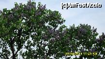 [P13] liliac, pur si simplu » foto by adryana
 - 
<span class="allrVoted glyphicon glyphicon-heart hidden" id="av197780"></span>
<a class="m-l-10 hidden" id="sv197780" onclick="voting_Foto_DelVot(,197780,5760)" role="button">șterge vot <span class="glyphicon glyphicon-remove"></span></a>
<a id="v9197780" class=" c-red"  onclick="voting_Foto_SetVot(197780)" role="button"><span class="glyphicon glyphicon-heart-empty"></span> <b>LIKE</b> = Votează poza</a> <img class="hidden"  id="f197780W9" src="/imagini/loader.gif" border="0" /><span class="AjErrMes hidden" id="e197780ErM"></span>
