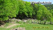 [P38] o stana de oi langa padurea din apropierea orasului Cugir » foto by adryana
 - 
<span class="allrVoted glyphicon glyphicon-heart hidden" id="av197805"></span>
<a class="m-l-10 hidden" id="sv197805" onclick="voting_Foto_DelVot(,197805,5760)" role="button">șterge vot <span class="glyphicon glyphicon-remove"></span></a>
<a id="v9197805" class=" c-red"  onclick="voting_Foto_SetVot(197805)" role="button"><span class="glyphicon glyphicon-heart-empty"></span> <b>LIKE</b> = Votează poza</a> <img class="hidden"  id="f197805W9" src="/imagini/loader.gif" border="0" /><span class="AjErrMes hidden" id="e197805ErM"></span>