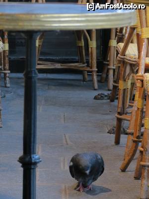 [P25] Un oaspete inedit intr-o cafenea din Paris » foto by dorgo
 - 
<span class="allrVoted glyphicon glyphicon-heart hidden" id="av463229"></span>
<a class="m-l-10 hidden" id="sv463229" onclick="voting_Foto_DelVot(,463229,5760)" role="button">șterge vot <span class="glyphicon glyphicon-remove"></span></a>
<a id="v9463229" class=" c-red"  onclick="voting_Foto_SetVot(463229)" role="button"><span class="glyphicon glyphicon-heart-empty"></span> <b>LIKE</b> = Votează poza</a> <img class="hidden"  id="f463229W9" src="/imagini/loader.gif" border="0" /><span class="AjErrMes hidden" id="e463229ErM"></span>
