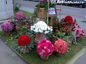 [P21] Flori din serele romanesti » foto by dorgo
 - 
<span class="allrVoted glyphicon glyphicon-heart hidden" id="av619222"></span>
<a class="m-l-10 hidden" id="sv619222" onclick="voting_Foto_DelVot(,619222,5760)" role="button">șterge vot <span class="glyphicon glyphicon-remove"></span></a>
<a id="v9619222" class=" c-red"  onclick="voting_Foto_SetVot(619222)" role="button"><span class="glyphicon glyphicon-heart-empty"></span> <b>LIKE</b> = Votează poza</a> <img class="hidden"  id="f619222W9" src="/imagini/loader.gif" border="0" /><span class="AjErrMes hidden" id="e619222ErM"></span>