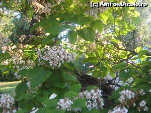 [P07] Flori din statiunile litorale bulgaresti » foto by dorgo
 - 
<span class="allrVoted glyphicon glyphicon-heart hidden" id="av619208"></span>
<a class="m-l-10 hidden" id="sv619208" onclick="voting_Foto_DelVot(,619208,5760)" role="button">șterge vot <span class="glyphicon glyphicon-remove"></span></a>
<a id="v9619208" class=" c-red"  onclick="voting_Foto_SetVot(619208)" role="button"><span class="glyphicon glyphicon-heart-empty"></span> <b>LIKE</b> = Votează poza</a> <img class="hidden"  id="f619208W9" src="/imagini/loader.gif" border="0" /><span class="AjErrMes hidden" id="e619208ErM"></span>