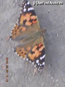 [P22] Un fluture la popas. » foto by abbilbal*
 - 
<span class="allrVoted glyphicon glyphicon-heart hidden" id="av96724"></span>
<a class="m-l-10 hidden" id="sv96724" onclick="voting_Foto_DelVot(,96724,5760)" role="button">șterge vot <span class="glyphicon glyphicon-remove"></span></a>
<a id="v996724" class=" c-red"  onclick="voting_Foto_SetVot(96724)" role="button"><span class="glyphicon glyphicon-heart-empty"></span> <b>LIKE</b> = Votează poza</a> <img class="hidden"  id="f96724W9" src="/imagini/loader.gif" border="0" /><span class="AjErrMes hidden" id="e96724ErM"></span>