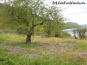 [P02] Lacul Ohrid- Primavara de vis! In parcul din Golful Oaselor.  » foto by Floria
 - 
<span class="allrVoted glyphicon glyphicon-heart hidden" id="av656488"></span>
<a class="m-l-10 hidden" id="sv656488" onclick="voting_Foto_DelVot(,656488,5763)" role="button">șterge vot <span class="glyphicon glyphicon-remove"></span></a>
<a id="v9656488" class=" c-red"  onclick="voting_Foto_SetVot(656488)" role="button"><span class="glyphicon glyphicon-heart-empty"></span> <b>LIKE</b> = Votează poza</a> <img class="hidden"  id="f656488W9" src="/imagini/loader.gif" border="0" /><span class="AjErrMes hidden" id="e656488ErM"></span>