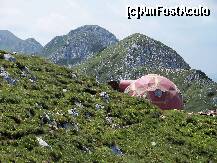 [P25] Refugiu de la Ascutit si creasta continua cu Tmbalul Mare,Varful dintre Timbale, Timbalul Mic, Sbirii si in sfarsit La Om cel mai inalt varf din Piatra Craiului, dar partea asta alta data » foto by Lumis66
 - 
<span class="allrVoted glyphicon glyphicon-heart hidden" id="av231953"></span>
<a class="m-l-10 hidden" id="sv231953" onclick="voting_Foto_DelVot(,231953,5764)" role="button">șterge vot <span class="glyphicon glyphicon-remove"></span></a>
<a id="v9231953" class=" c-red"  onclick="voting_Foto_SetVot(231953)" role="button"><span class="glyphicon glyphicon-heart-empty"></span> <b>LIKE</b> = Votează poza</a> <img class="hidden"  id="f231953W9" src="/imagini/loader.gif" border="0" /><span class="AjErrMes hidden" id="e231953ErM"></span>