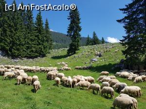 [P10] Turmă de oi întâlnită în Poiana Zănoaga. Am văzut și câini ciobănești, dar au fost pașnici.  » foto by Floryn81
 - 
<span class="allrVoted glyphicon glyphicon-heart hidden" id="av1078703"></span>
<a class="m-l-10 hidden" id="sv1078703" onclick="voting_Foto_DelVot(,1078703,5764)" role="button">șterge vot <span class="glyphicon glyphicon-remove"></span></a>
<a id="v91078703" class=" c-red"  onclick="voting_Foto_SetVot(1078703)" role="button"><span class="glyphicon glyphicon-heart-empty"></span> <b>LIKE</b> = Votează poza</a> <img class="hidden"  id="f1078703W9" src="/imagini/loader.gif" border="0" /><span class="AjErrMes hidden" id="e1078703ErM"></span>