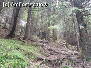 [P16] Porțiune abruptă de potecă între Cabana Curmătura și Șaua Crăpăturii.  » foto by Floryn81
 - 
<span class="allrVoted glyphicon glyphicon-heart hidden" id="av1078709"></span>
<a class="m-l-10 hidden" id="sv1078709" onclick="voting_Foto_DelVot(,1078709,5764)" role="button">șterge vot <span class="glyphicon glyphicon-remove"></span></a>
<a id="v91078709" class=" c-red"  onclick="voting_Foto_SetVot(1078709)" role="button"><span class="glyphicon glyphicon-heart-empty"></span> <b>LIKE</b> = Votează poza</a> <img class="hidden"  id="f1078709W9" src="/imagini/loader.gif" border="0" /><span class="AjErrMes hidden" id="e1078709ErM"></span>