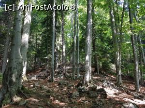 [P03] Urcăm printre copacii falnici către Poiana Zănoaga. Până la Cabana Curmătura, această urcare spre Zănoaga este cea mai solicitantă parte a traseului.  » foto by Floryn81
 - 
<span class="allrVoted glyphicon glyphicon-heart hidden" id="av1078696"></span>
<a class="m-l-10 hidden" id="sv1078696" onclick="voting_Foto_DelVot(,1078696,5764)" role="button">șterge vot <span class="glyphicon glyphicon-remove"></span></a>
<a id="v91078696" class=" c-red"  onclick="voting_Foto_SetVot(1078696)" role="button"><span class="glyphicon glyphicon-heart-empty"></span> <b>LIKE</b> = Votează poza</a> <img class="hidden"  id="f1078696W9" src="/imagini/loader.gif" border="0" /><span class="AjErrMes hidden" id="e1078696ErM"></span>