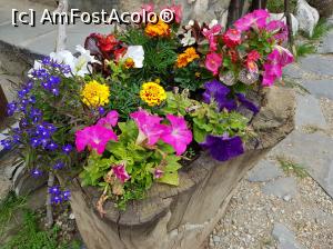 [P37] Floricelele multicolore din jurul cabanei ne-au atras atenția.  » foto by Floryn81
 - 
<span class="allrVoted glyphicon glyphicon-heart hidden" id="av1078730"></span>
<a class="m-l-10 hidden" id="sv1078730" onclick="voting_Foto_DelVot(,1078730,5764)" role="button">șterge vot <span class="glyphicon glyphicon-remove"></span></a>
<a id="v91078730" class=" c-red"  onclick="voting_Foto_SetVot(1078730)" role="button"><span class="glyphicon glyphicon-heart-empty"></span> <b>LIKE</b> = Votează poza</a> <img class="hidden"  id="f1078730W9" src="/imagini/loader.gif" border="0" /><span class="AjErrMes hidden" id="e1078730ErM"></span>